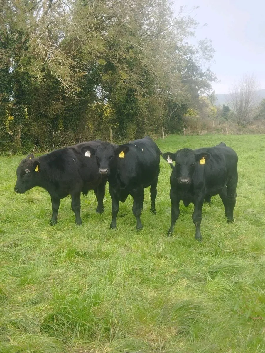 6 Angus bulls. - Image 2