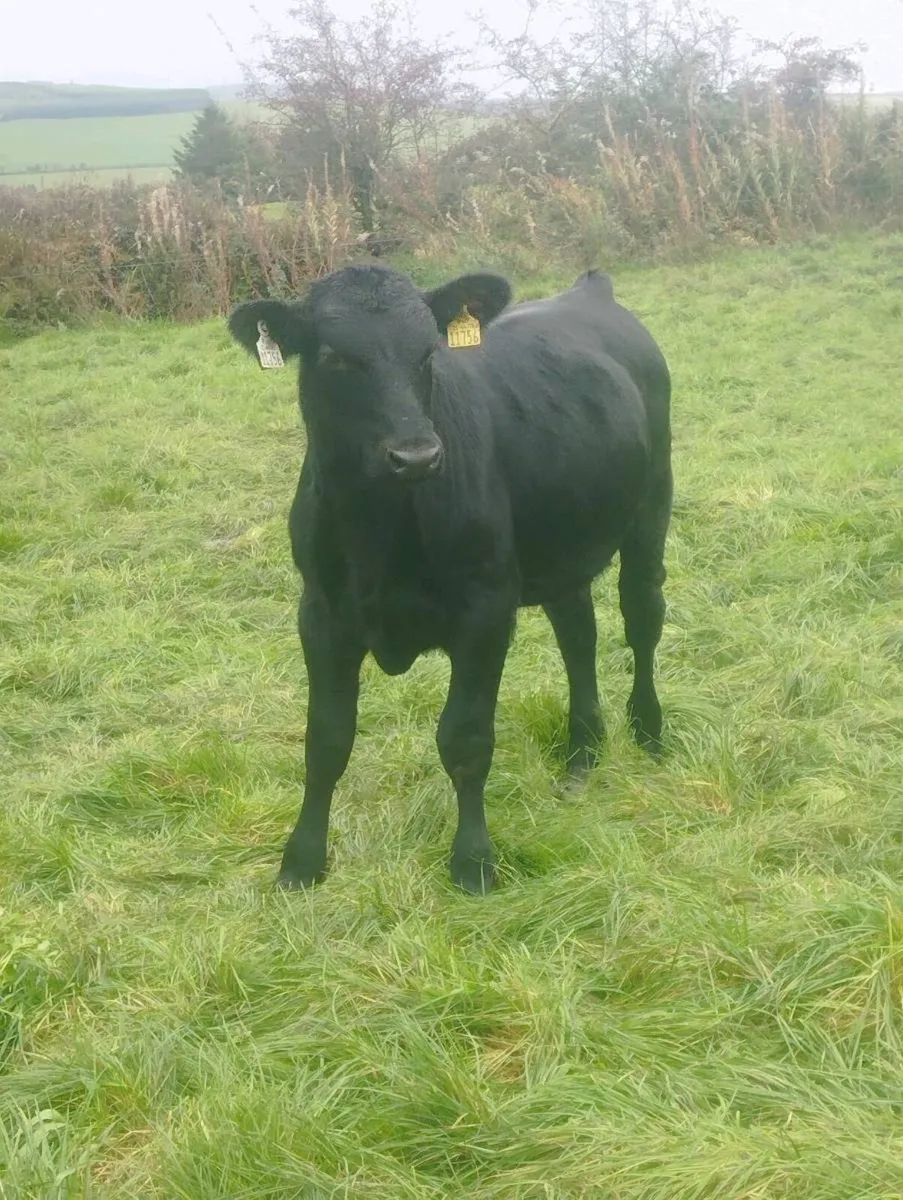 6 Angus bulls. - Image 3
