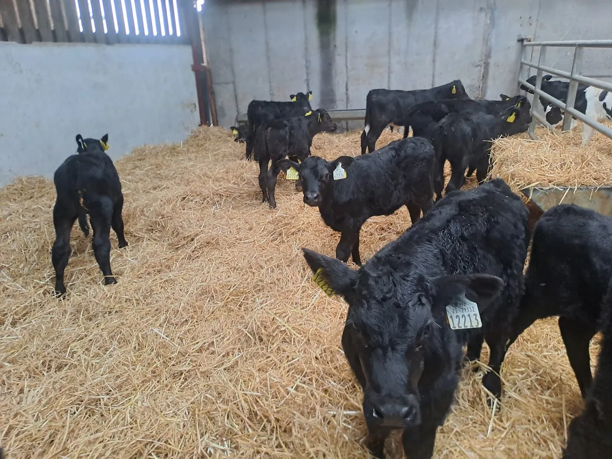 Organic Angus Calves Full Symbol - Image 1