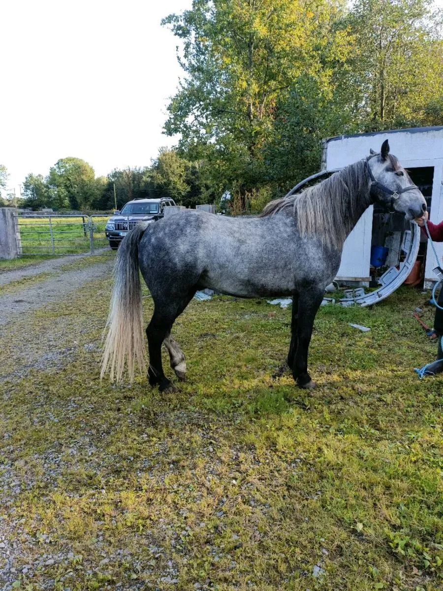 Connemara Pony - Image 1