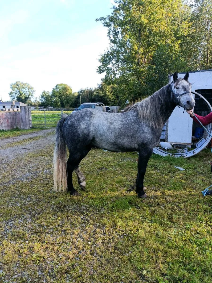 Connemara Pony - Image 3
