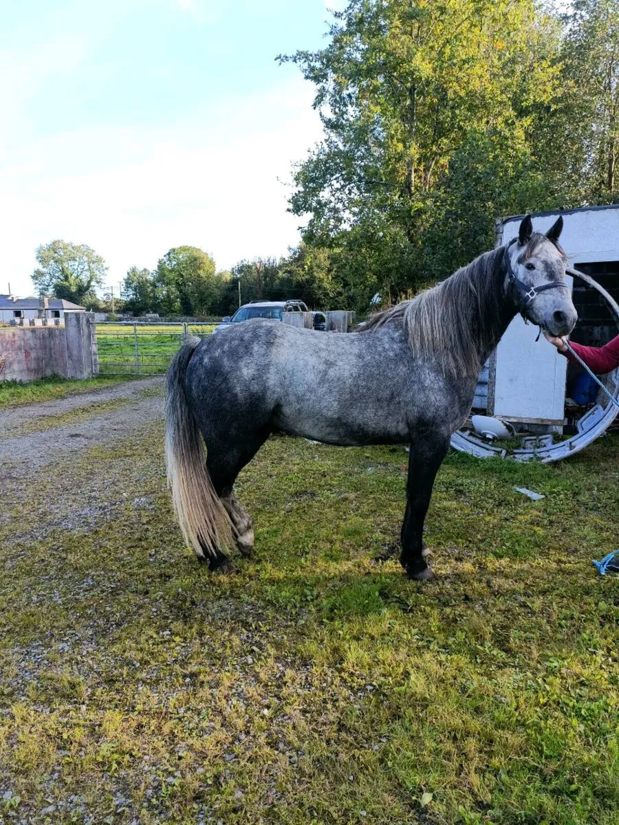 Connemara Pony - Image 4