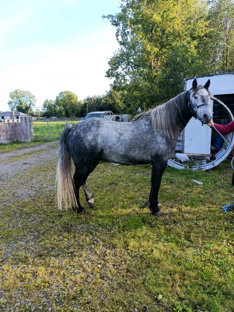 Connemara Pony - Image 2