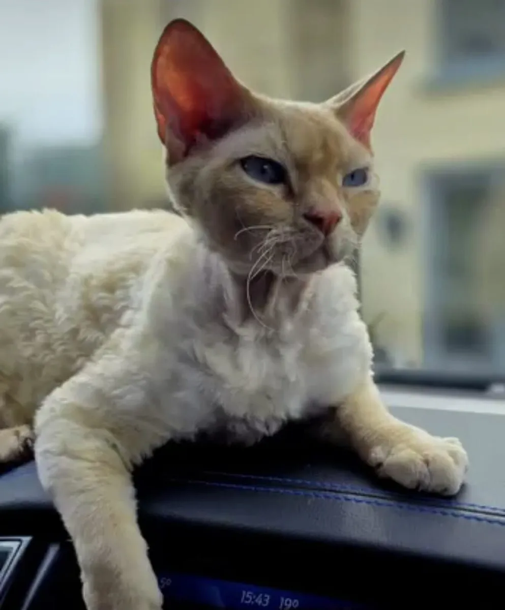 Missing Cat - Image 2
