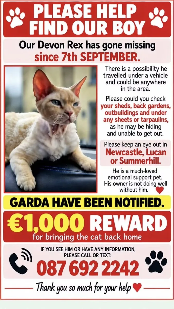 Missing Cat - Image 1