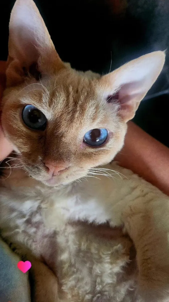 Missing Cat - Image 3