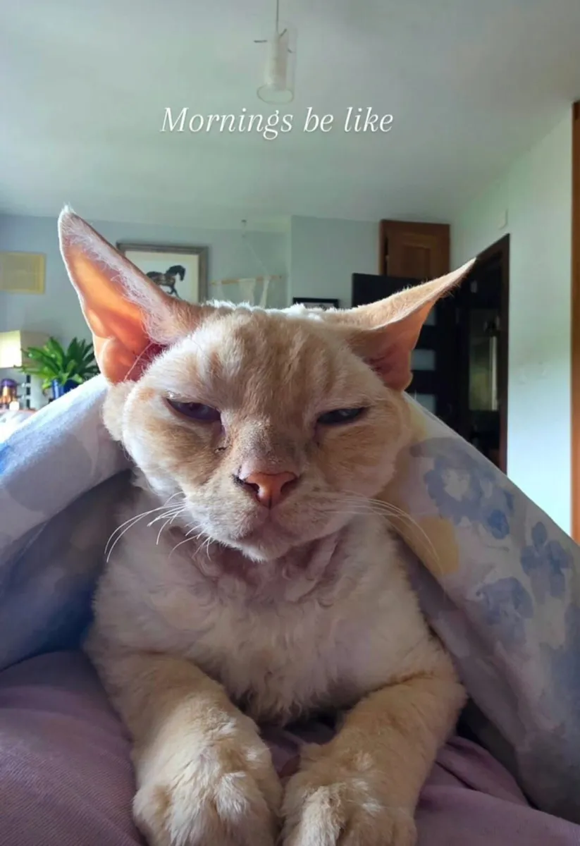 Missing Cat - Image 4