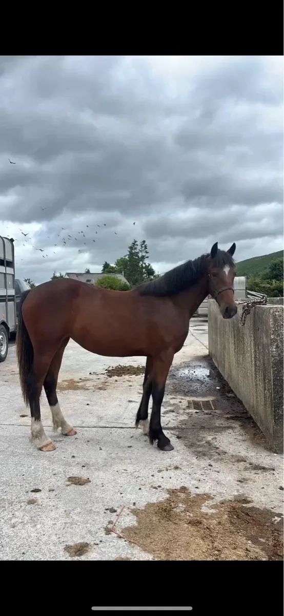 Rising 2 Bay Filly - Image 1