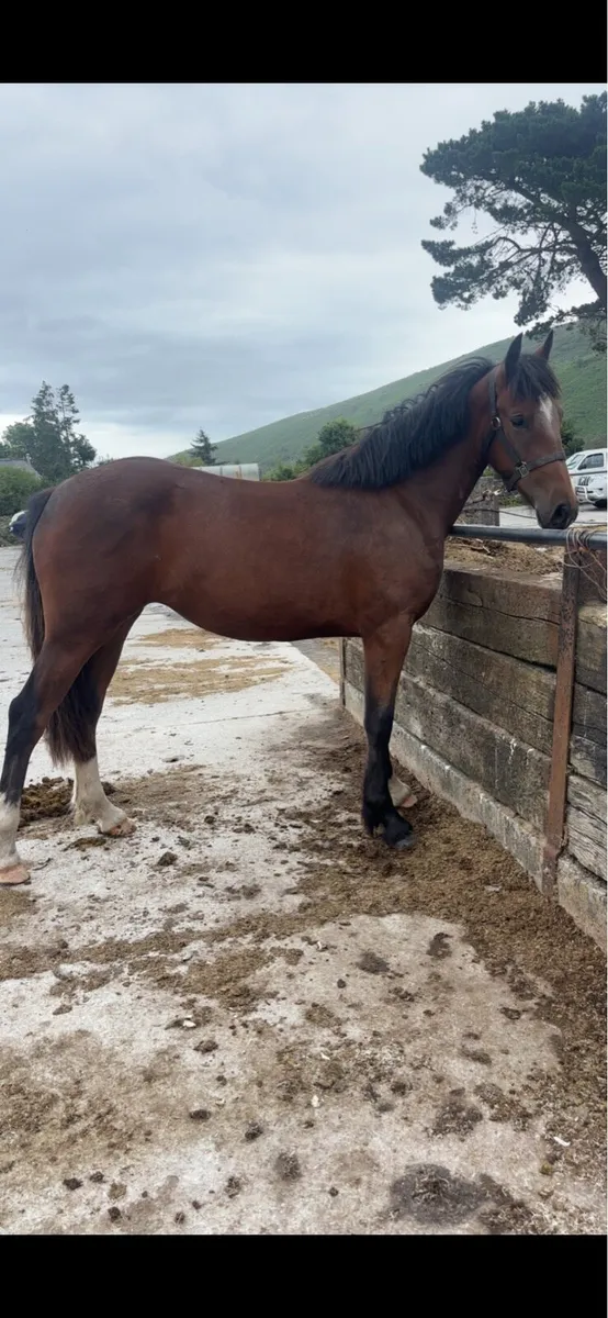 Rising 2 Bay Filly - Image 2