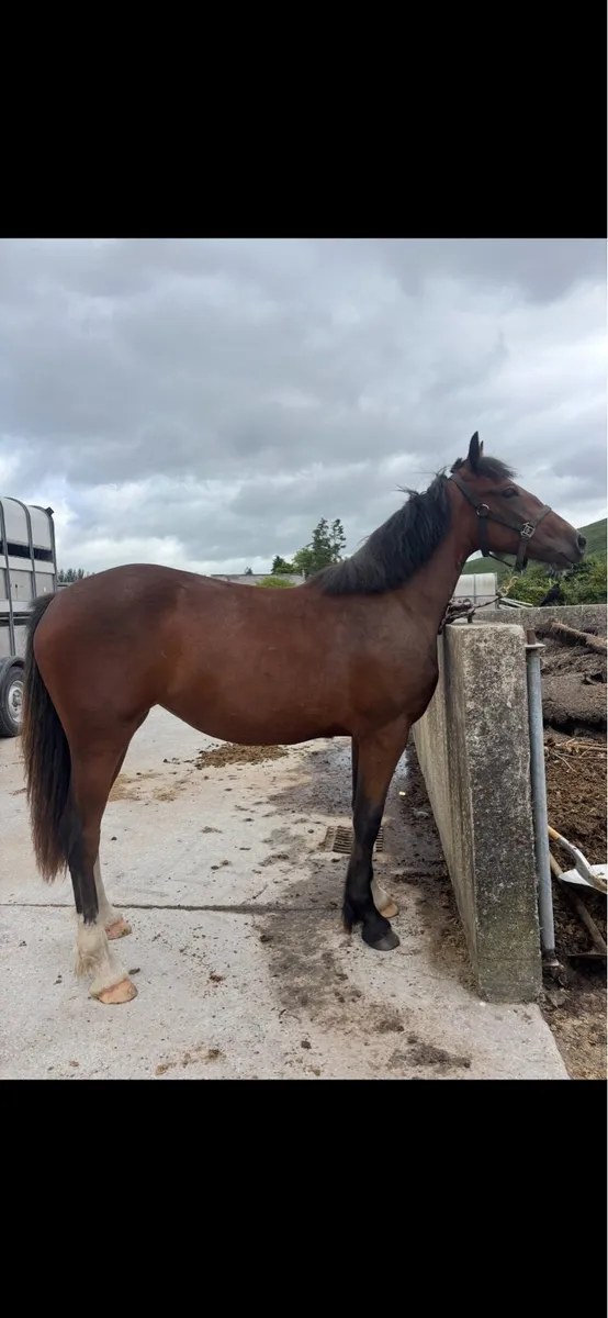Rising 2 Bay Filly - Image 3