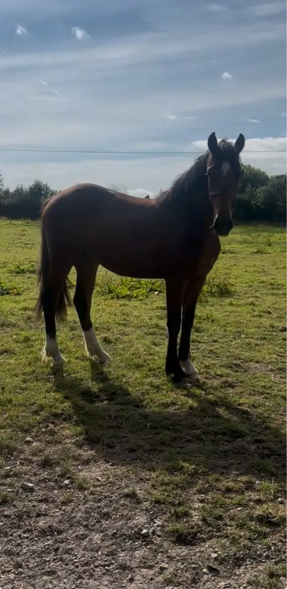 Rising 2 Bay Filly - Image 4