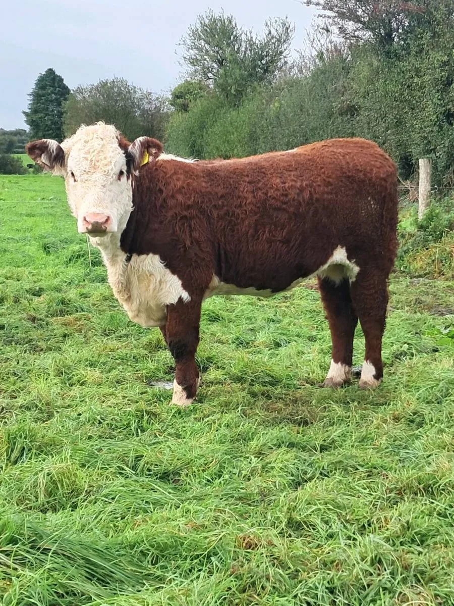 Hereford Heifers - Image 4