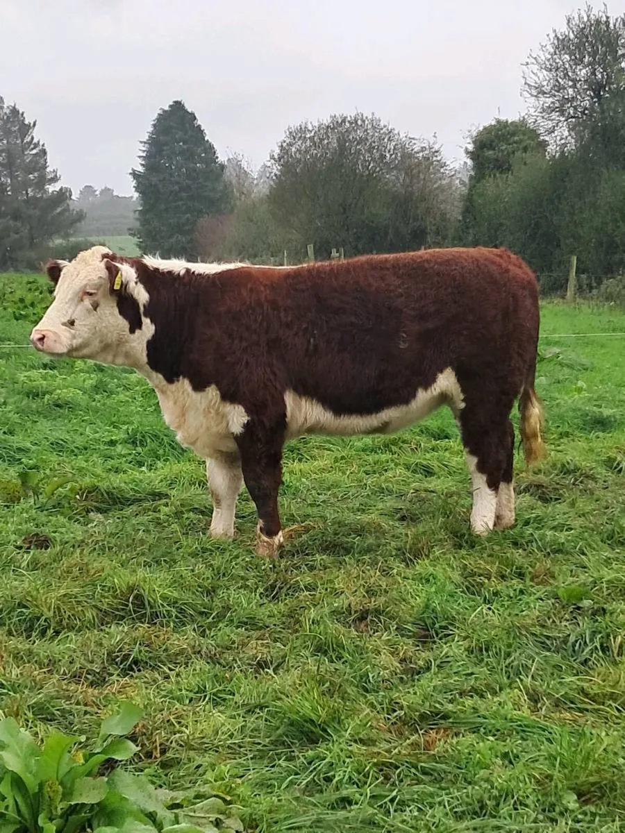 Hereford Heifers - Image 2