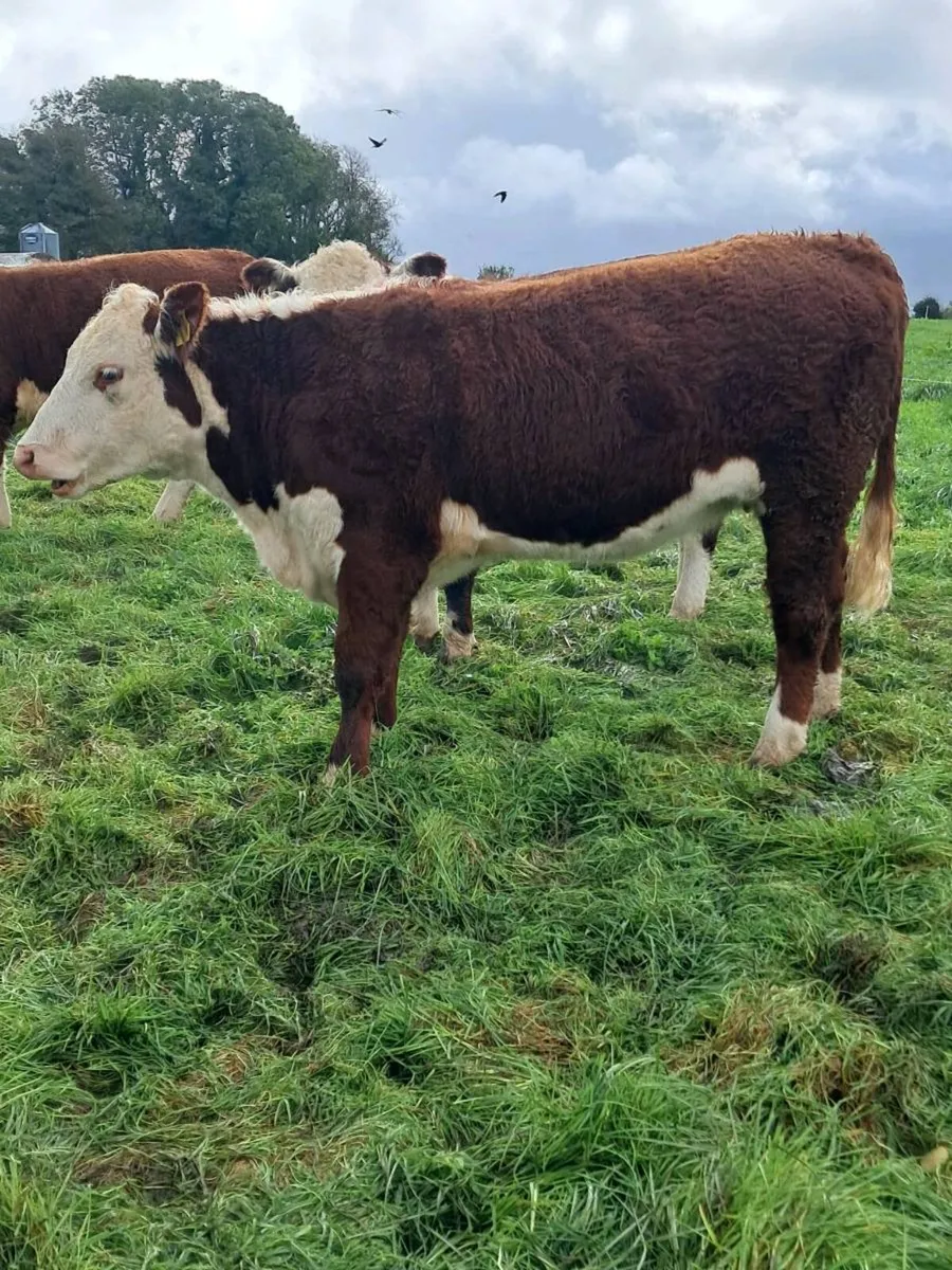 Hereford Heifers - Image 3