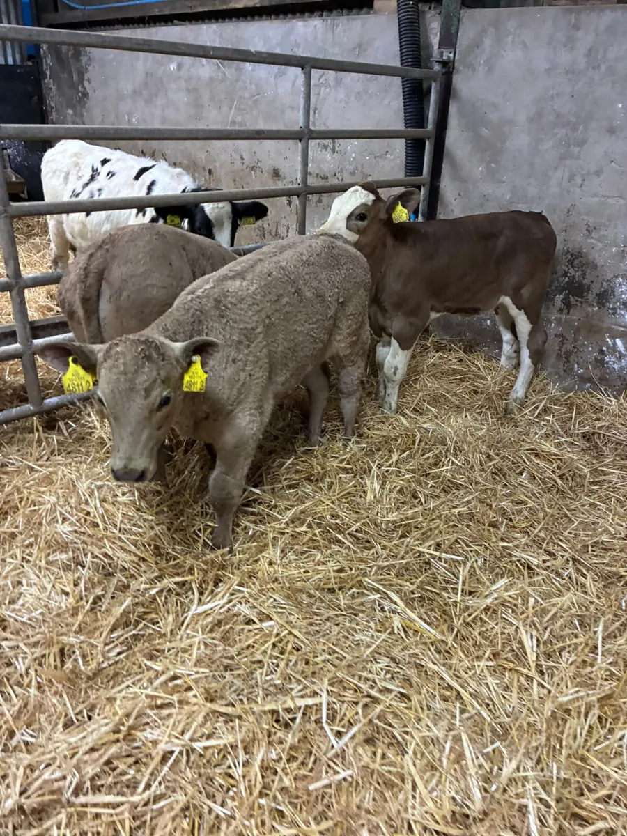 Charolais and sim heifer - Image 4