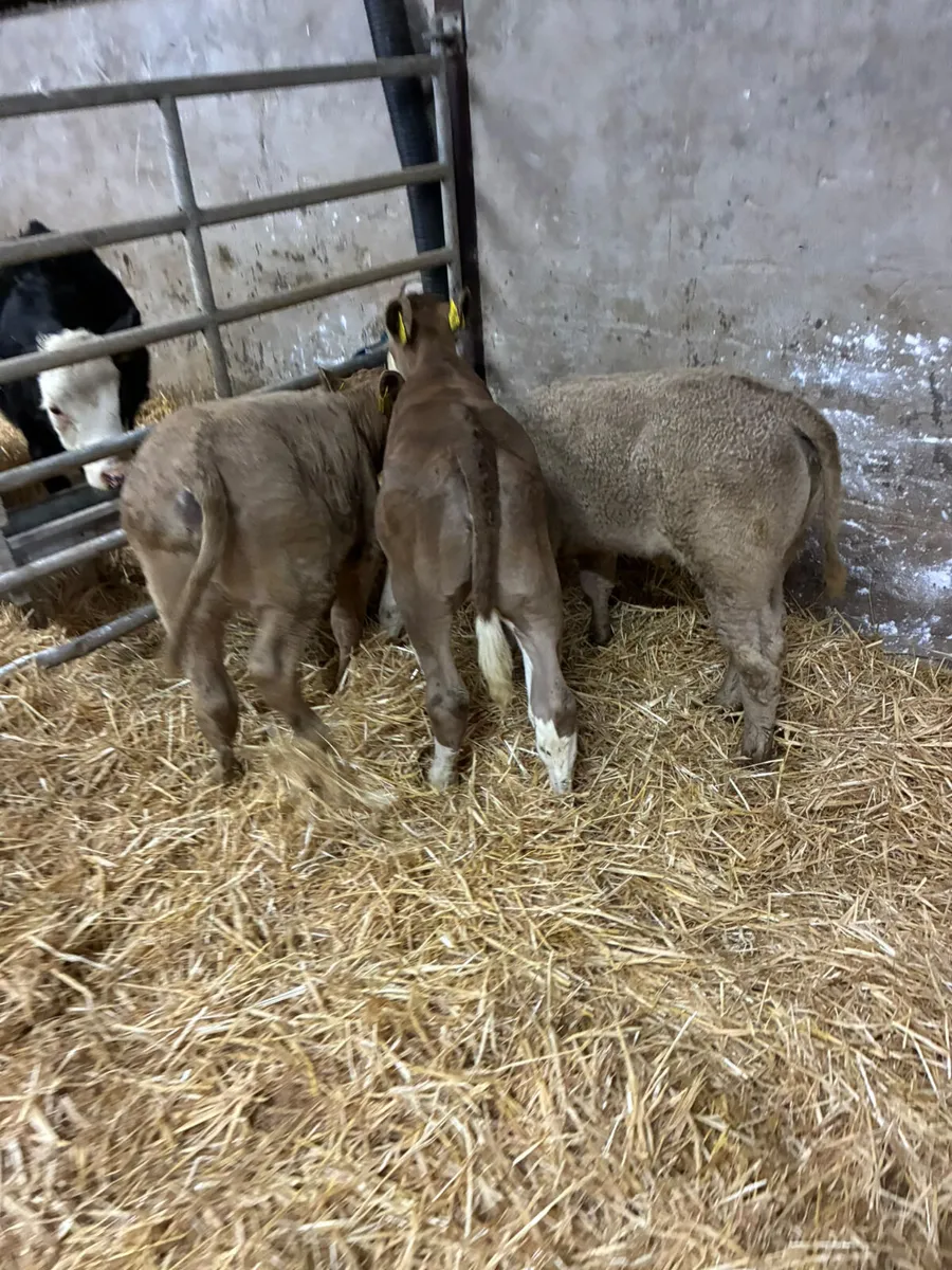 Charolais and sim heifer - Image 1