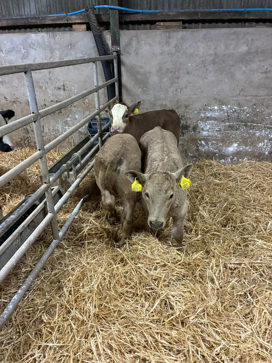 Charolais and sim heifer - Image 3