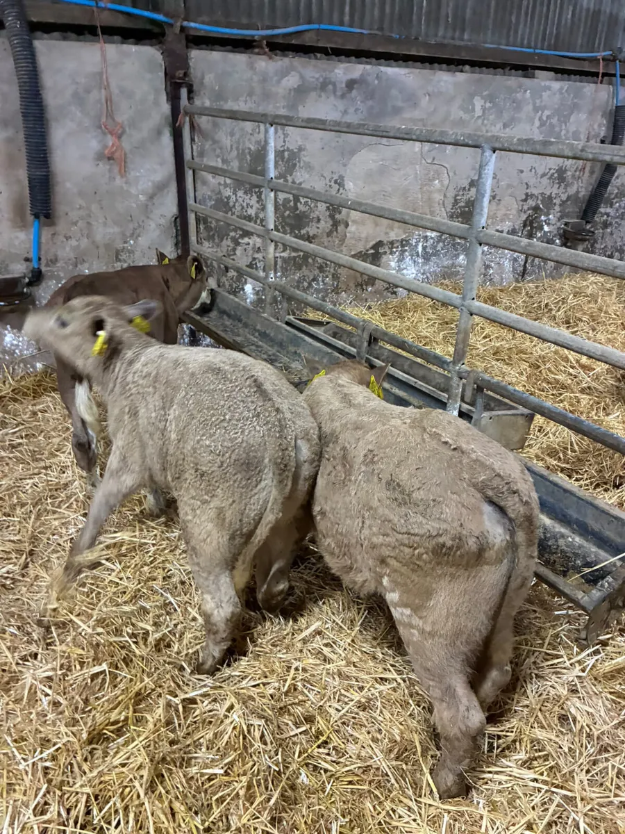 Charolais and sim heifer - Image 2