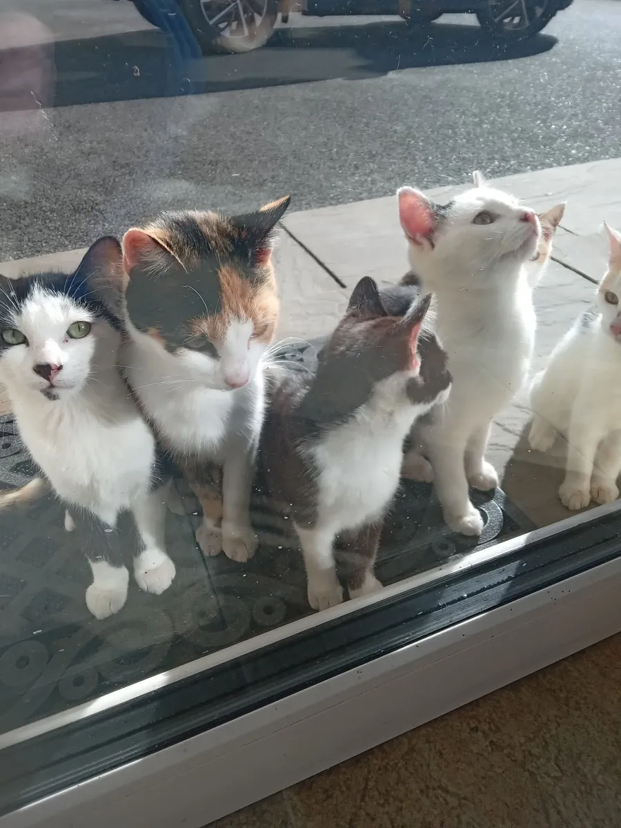 Kittens