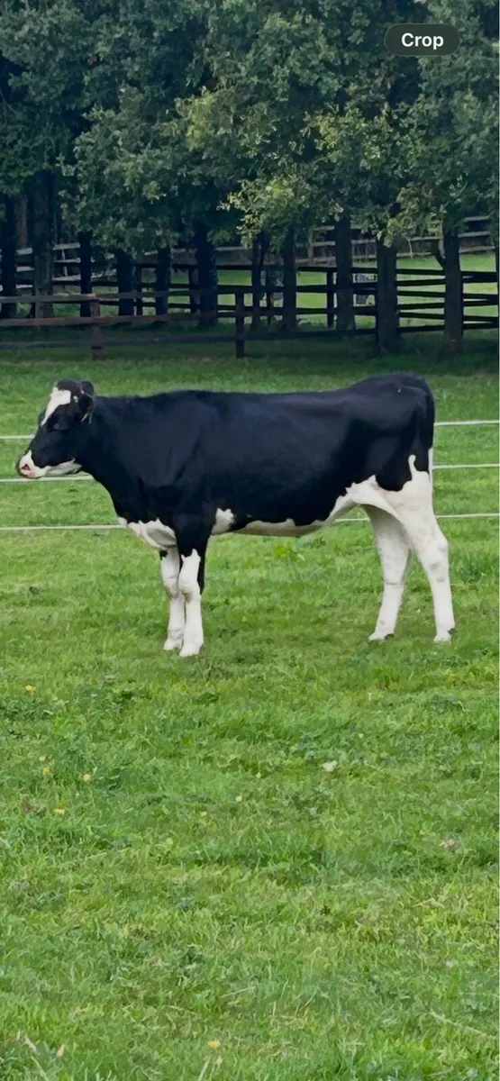 Incalf heifers - Image 4