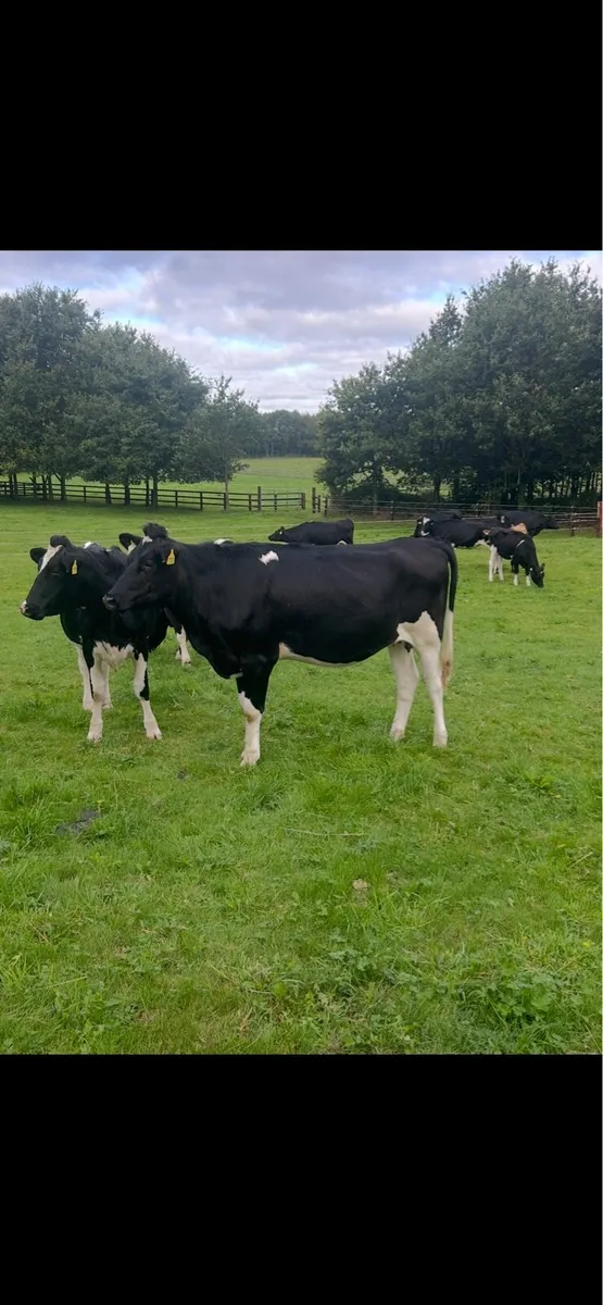 Incalf heifers - Image 2