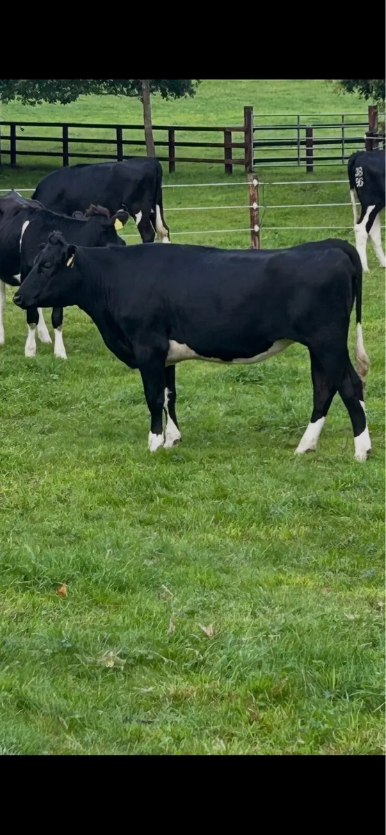 Incalf heifers - Image 3