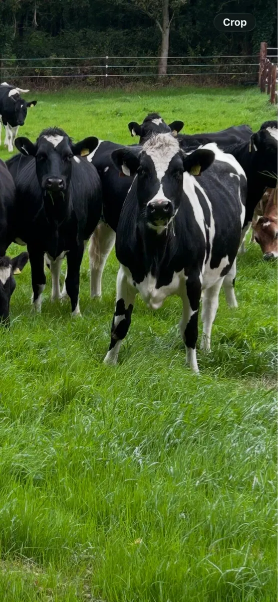 Incalf heifers - Image 1
