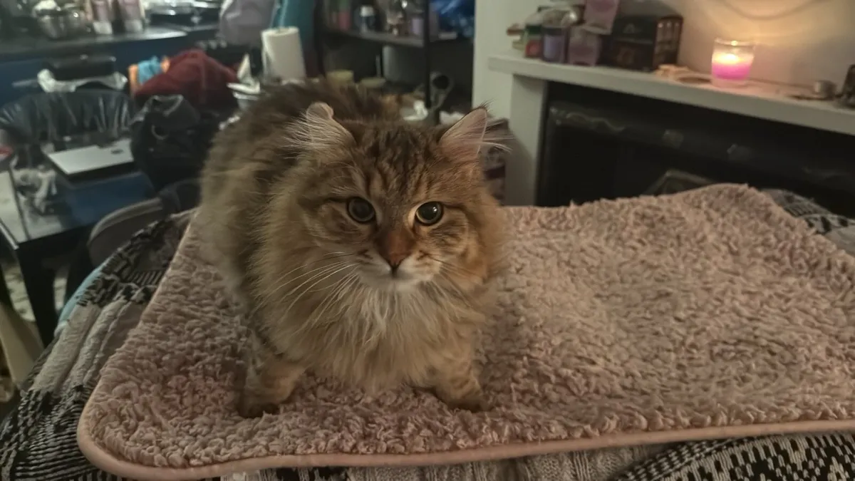 Siberian Cats - Image 2