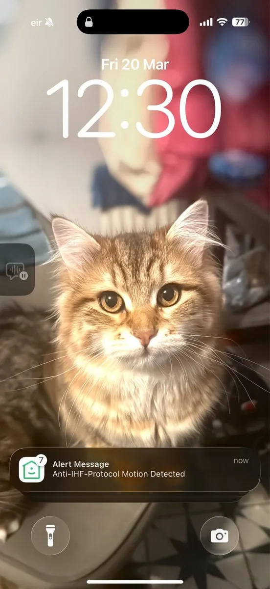 Siberian Cats - Image 3