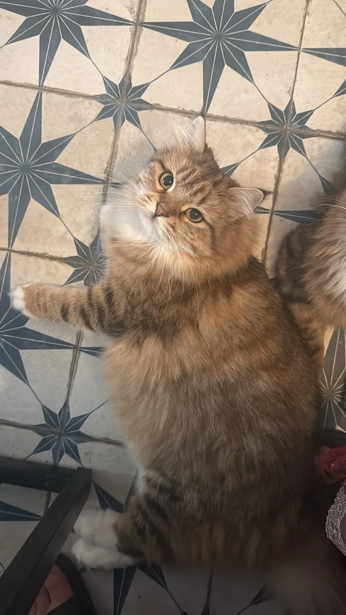 Siberian Cats - Image 4
