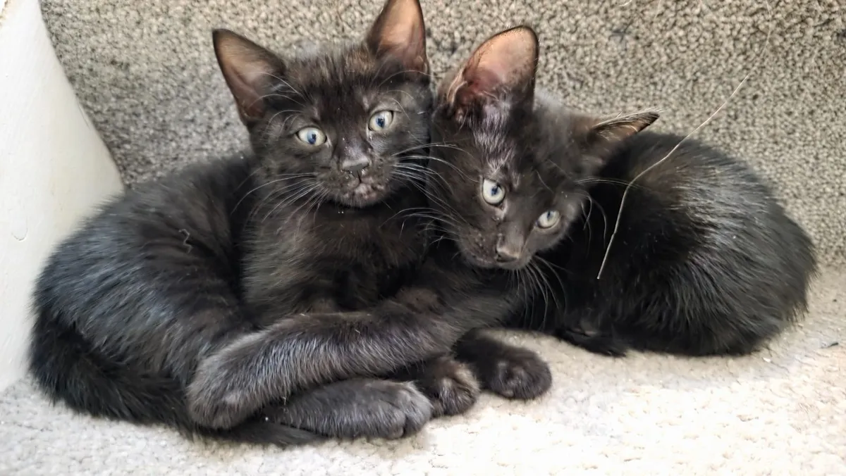 Kitten - Image 1