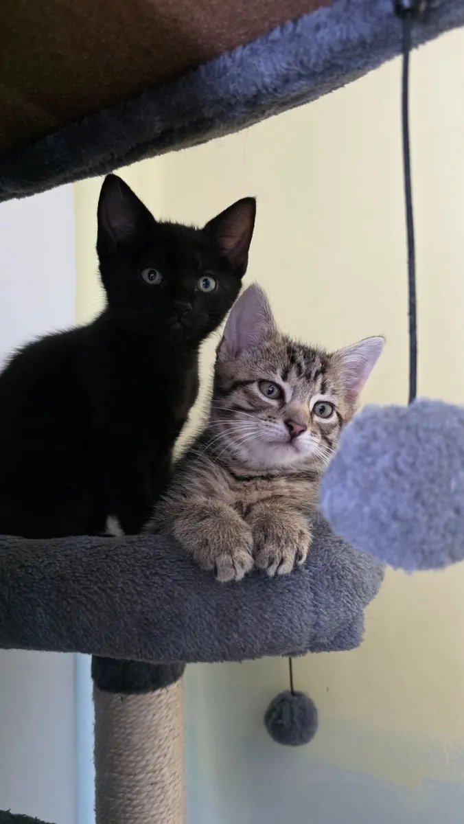 Kitten - Image 3