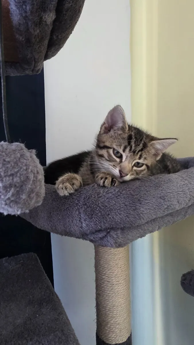 Kitten - Image 4