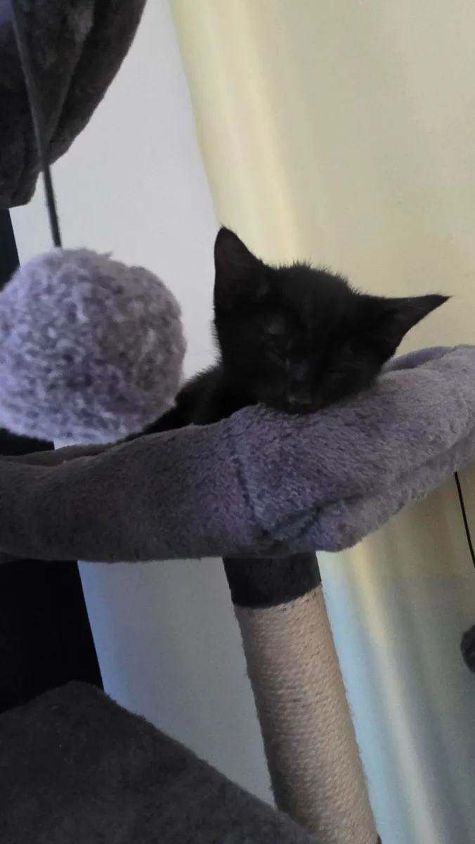 Kitten - Image 2