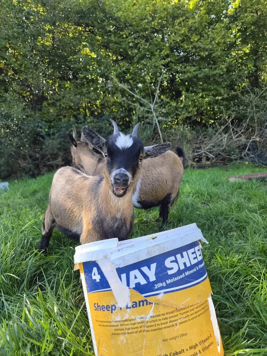 Pygmy goats - Image 1