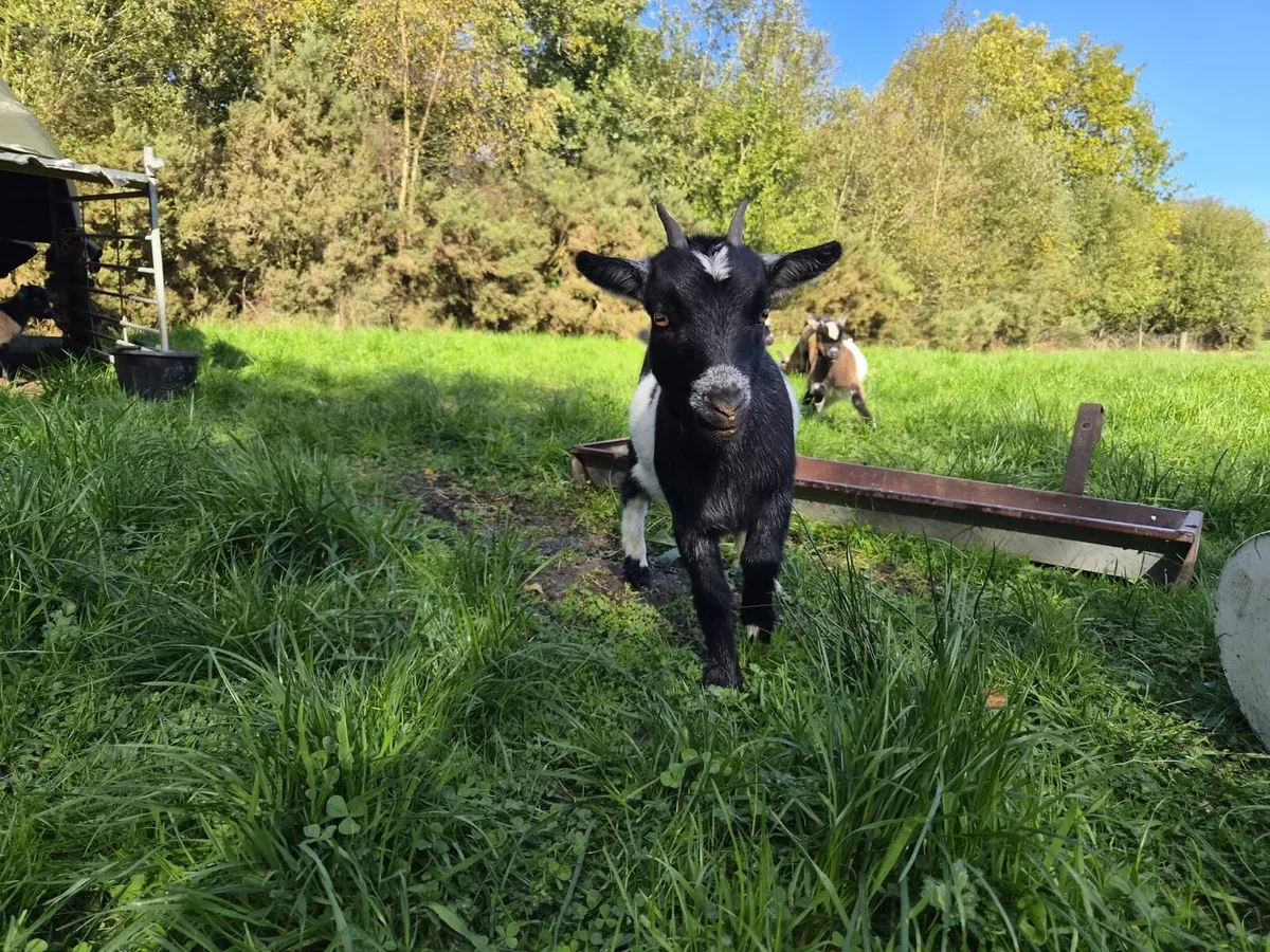 Pygmy goats - Image 2