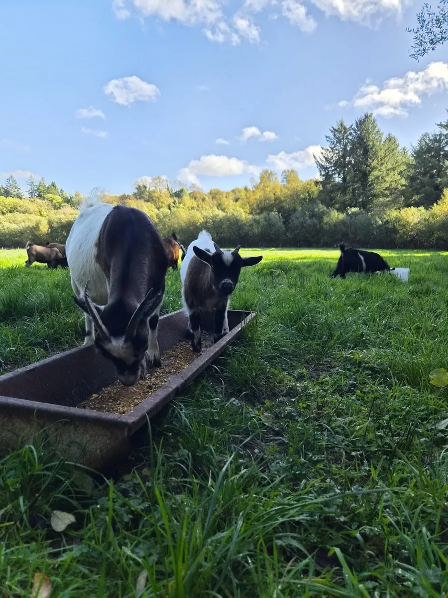 Pygmy goats - Image 3