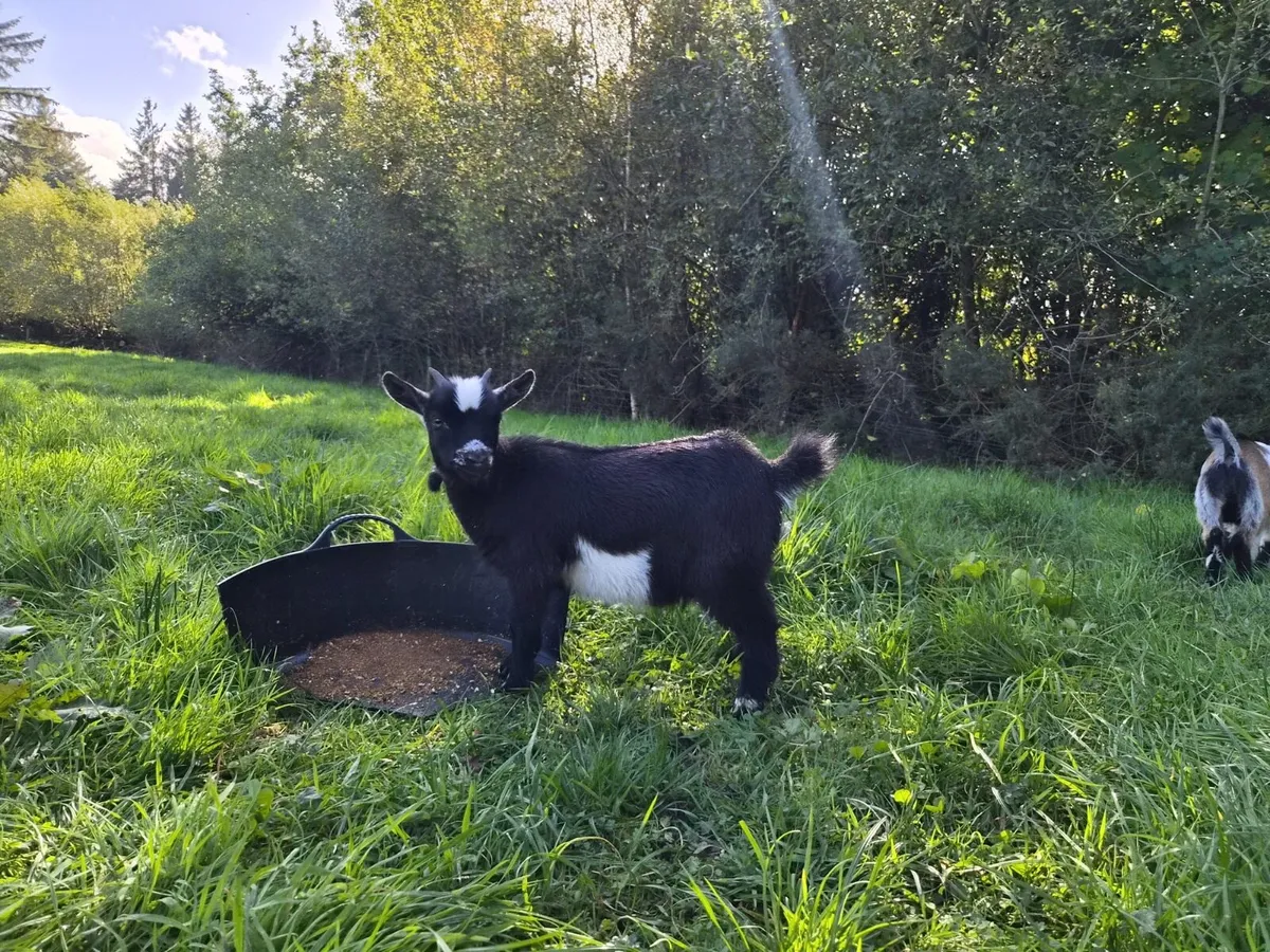 Pygmy goats - Image 4