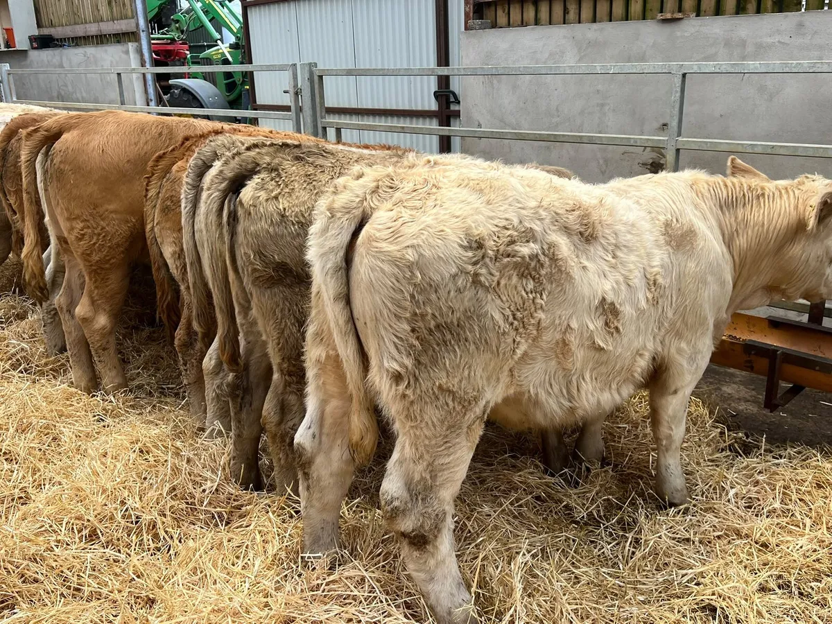Charolais Heifers - Image 4