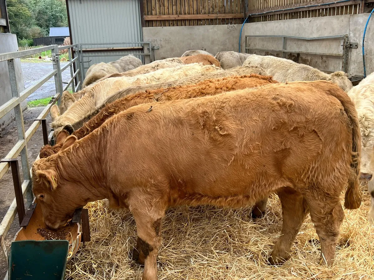 Charolais Heifers - Image 1