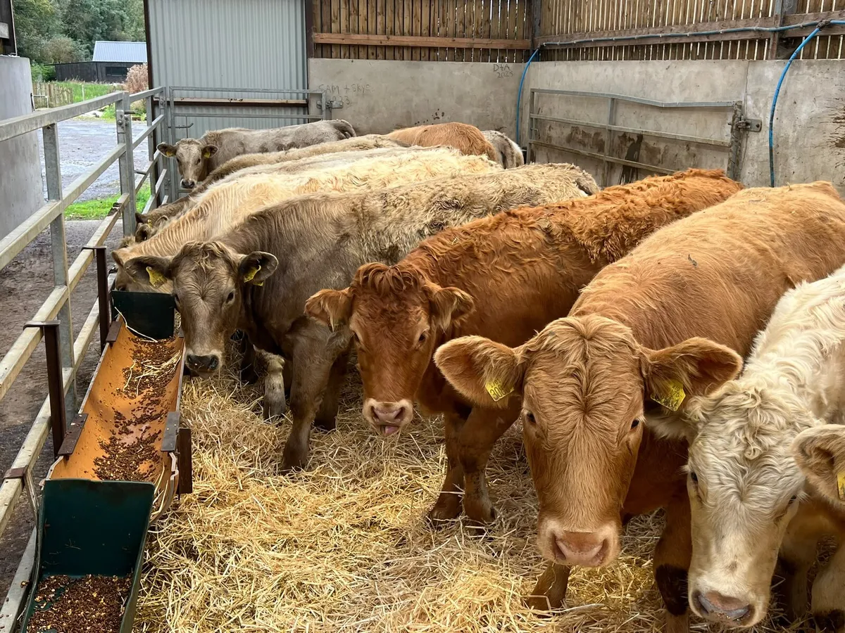 Charolais Heifers - Image 2