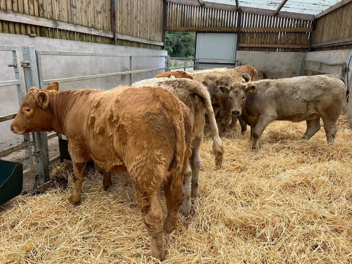 Charolais Heifers - Image 3