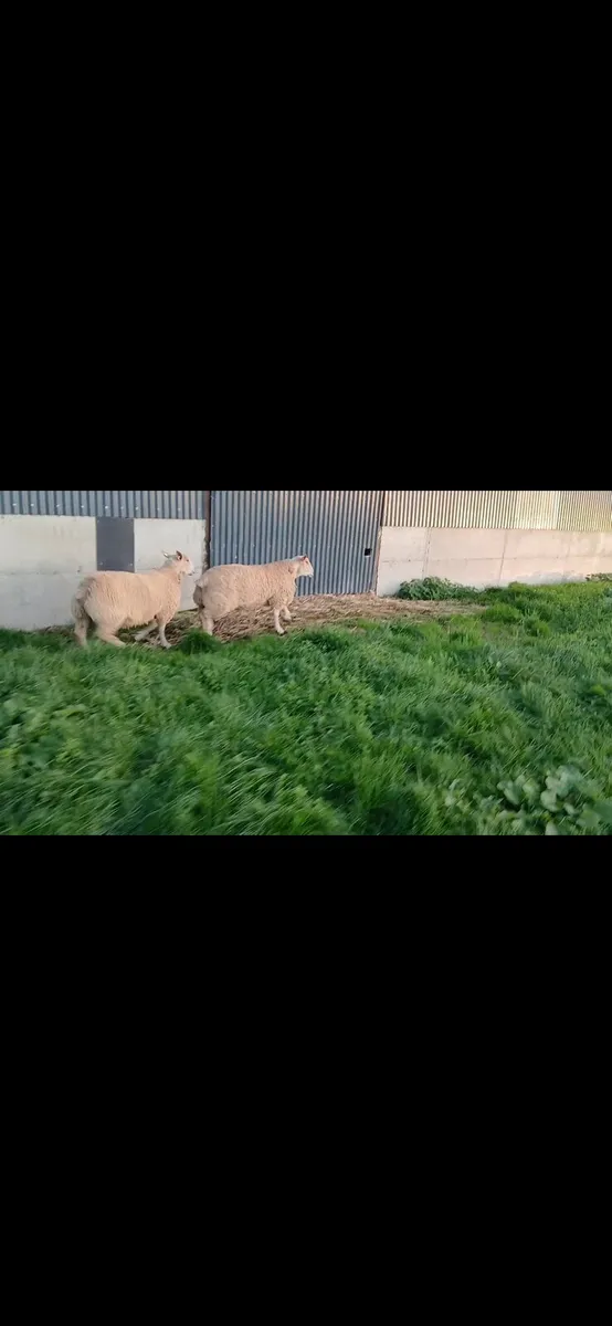 Charollais ram - Image 3