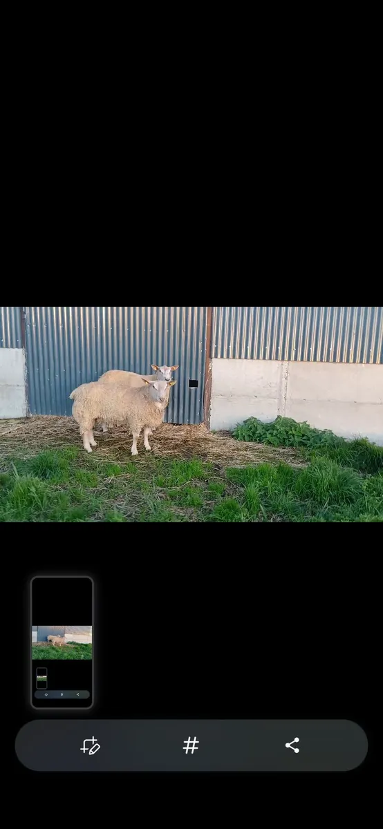 Charollais ram - Image 1