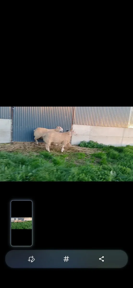 Charollais ram - Image 2