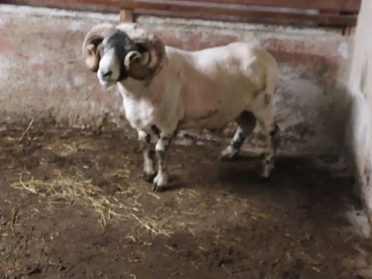 Lanark Ram - Image 2