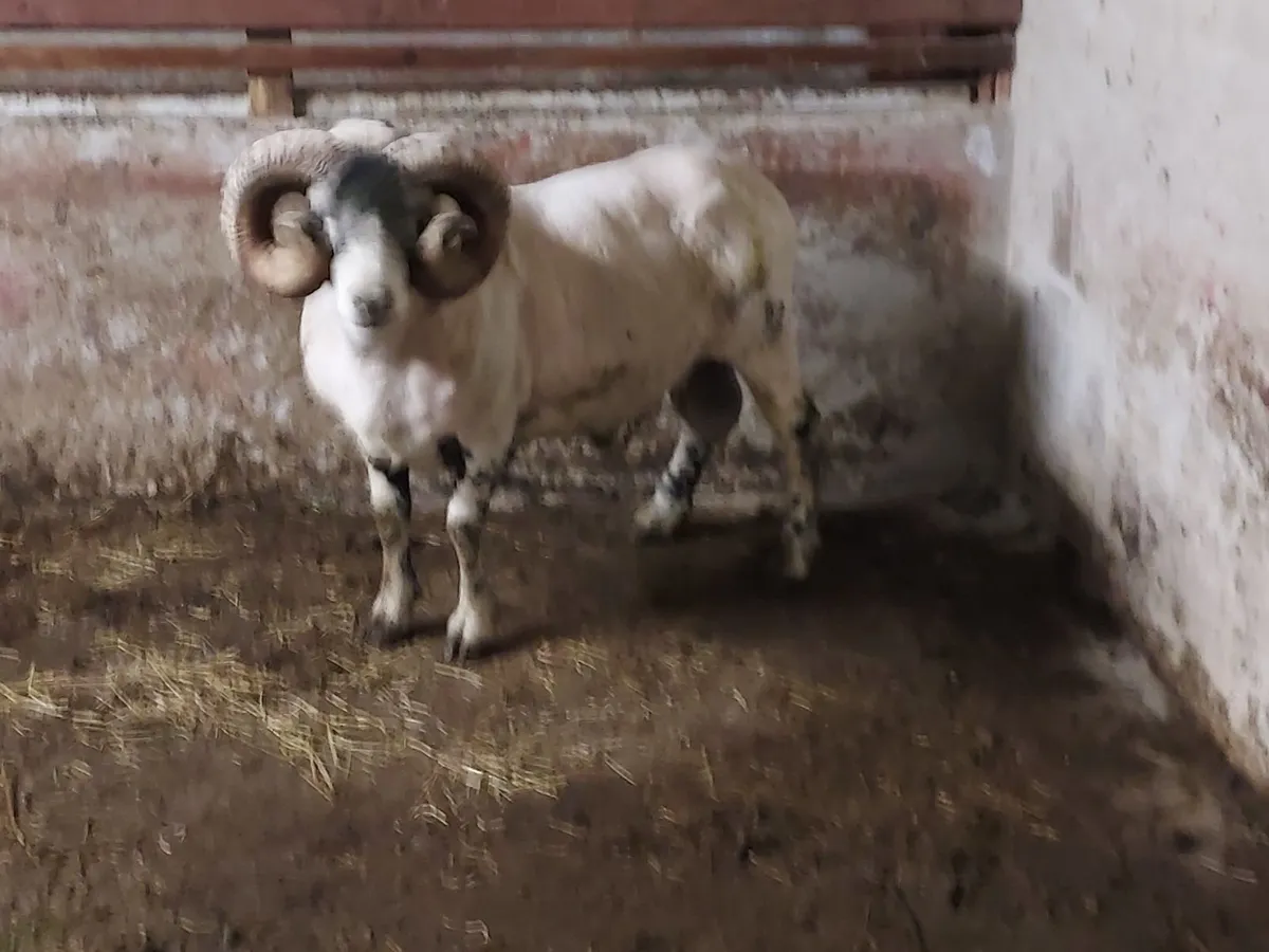 Lanark Ram - Image 3
