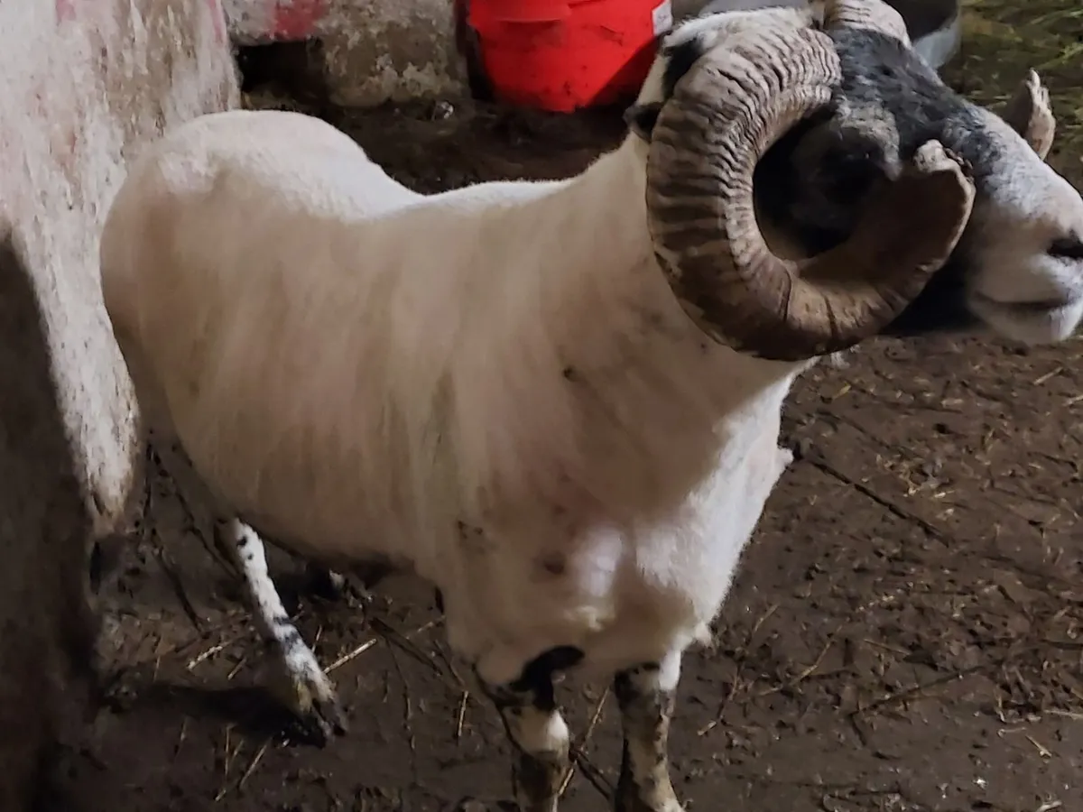 Lanark Ram - Image 1