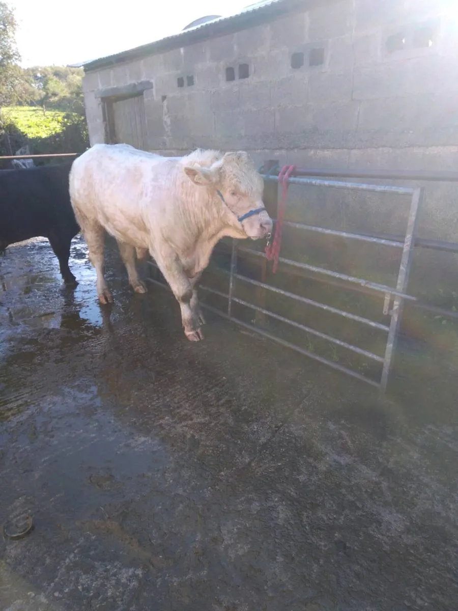 Charolais bulls - Image 2