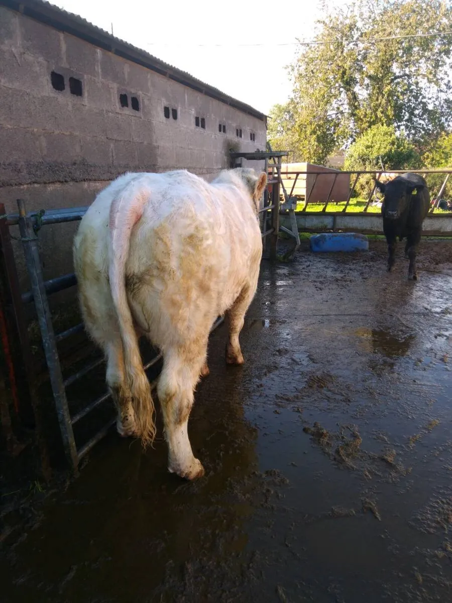 Charolais bulls - Image 1